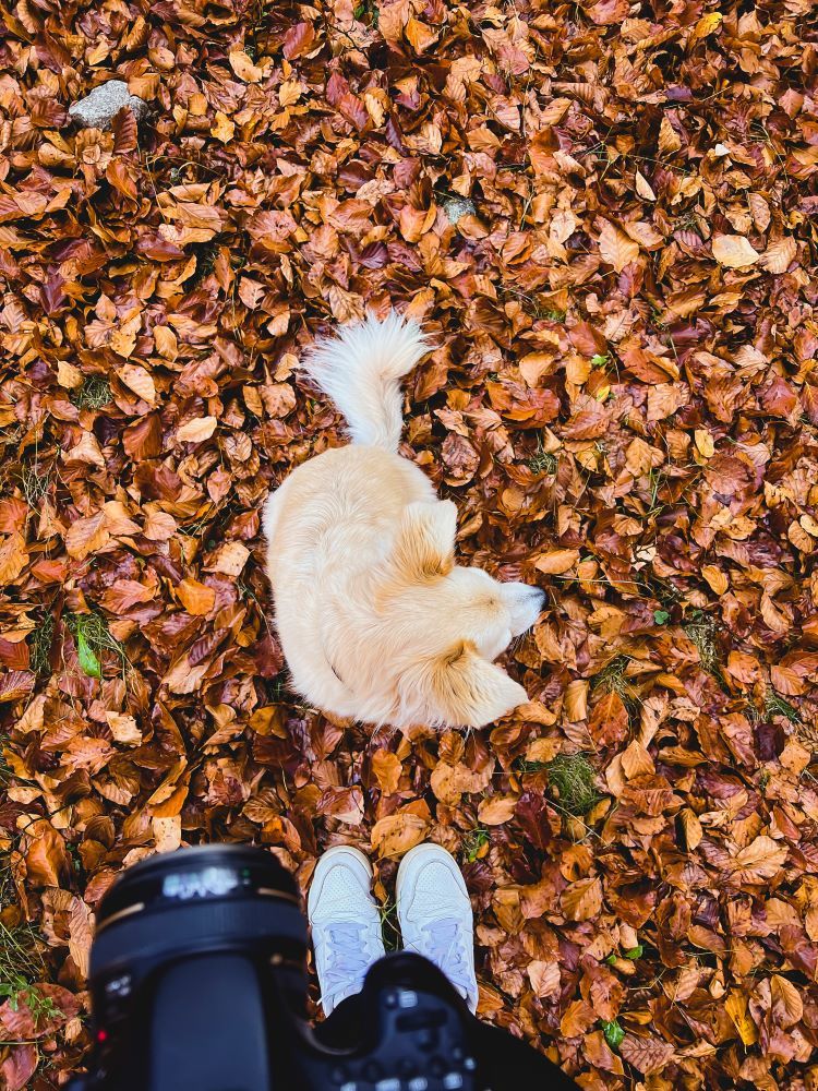 perro hojas de otoño en lleida